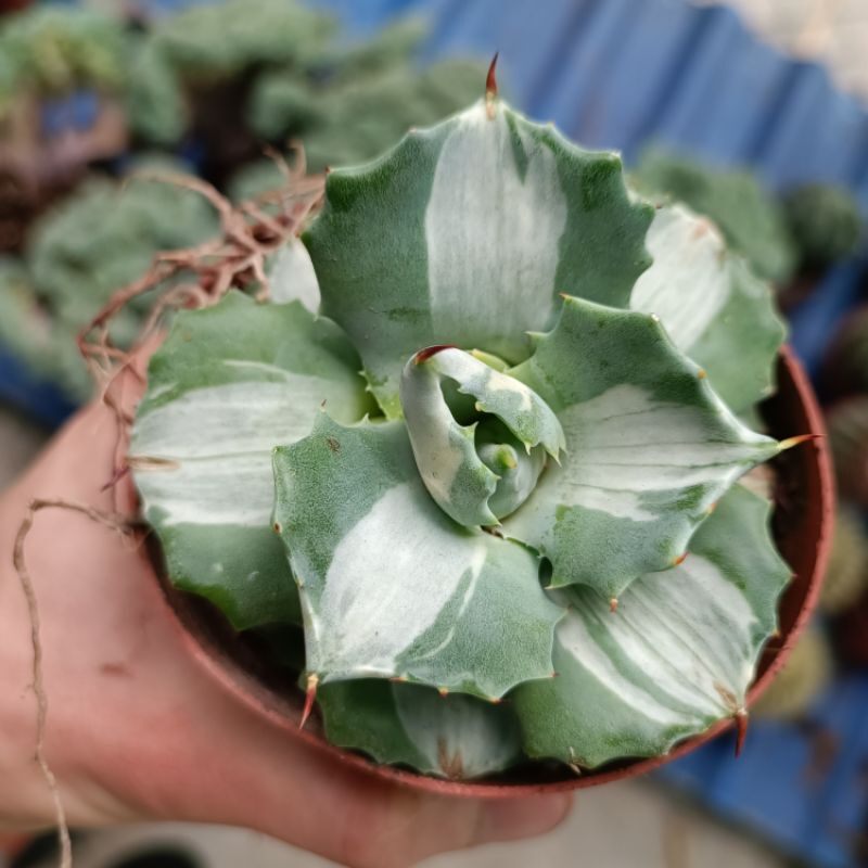 Sale 50%- Sen đá dứa hoa hồng var