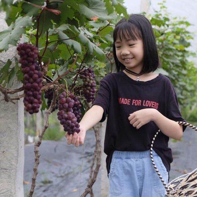 Cây Giống Nho Hạ Đen Không Hạt (Hướng dẫn trồng đến khi cho trái)