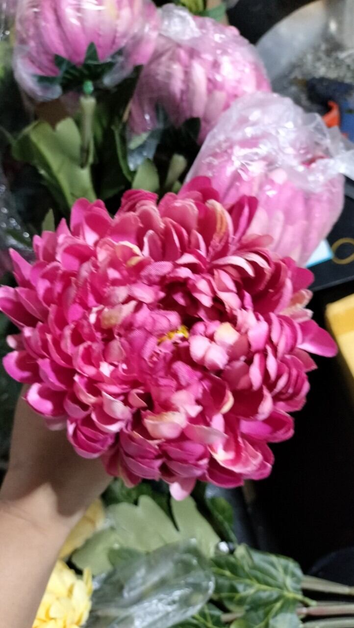 CÚC ĐẠI ĐÓA HOA LỚN 12CM