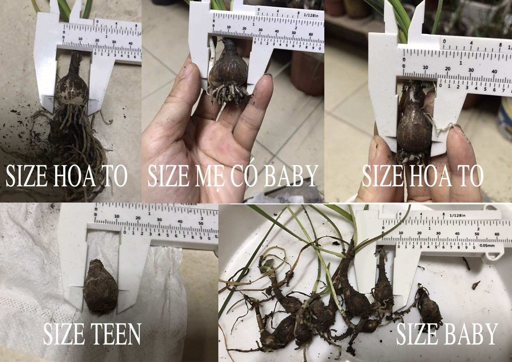 Huệ mưa ngoại POS pride of singapore (size teen gần size hoa) màu đỏ chót cực yêu,đảm bảo chuẩn tag ,sống 100%