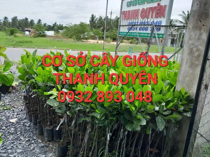 Cây mít thái siêu sớm,mít changgai da xanh.bao chuẩn giống