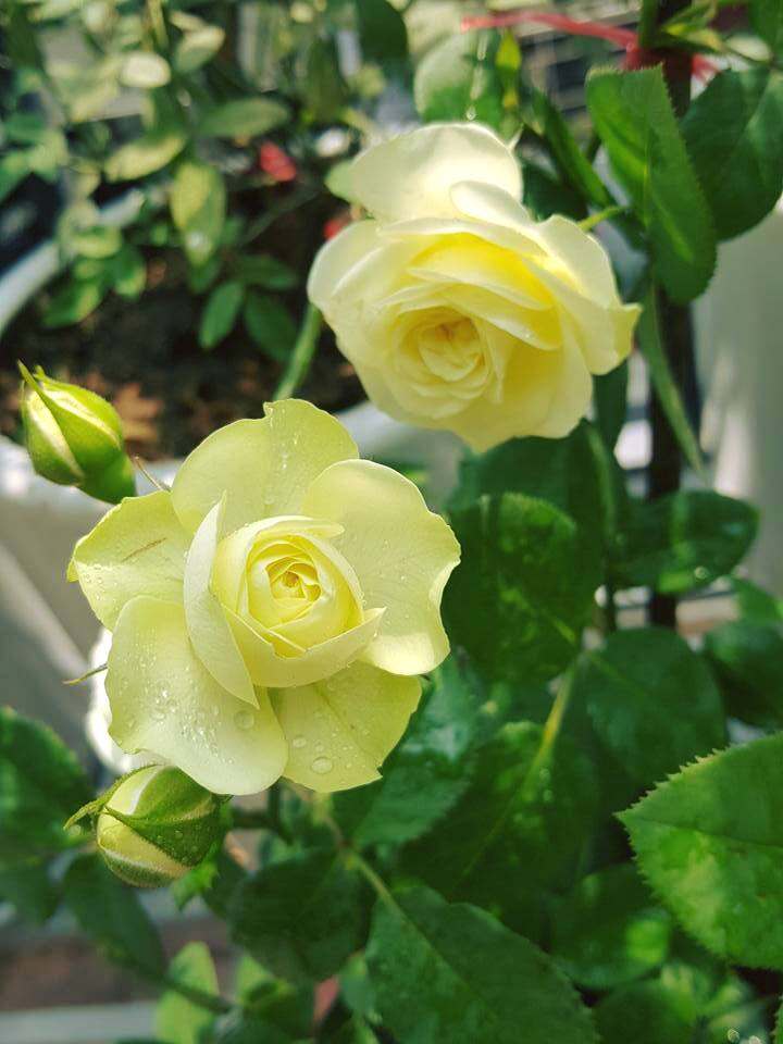 Hoa hồng creamy eden cao từ 40cm