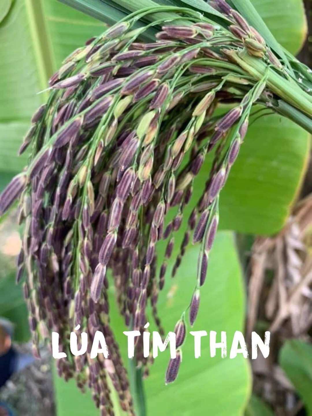 Hạt giống lúa nếp than, tím than túi 1kg