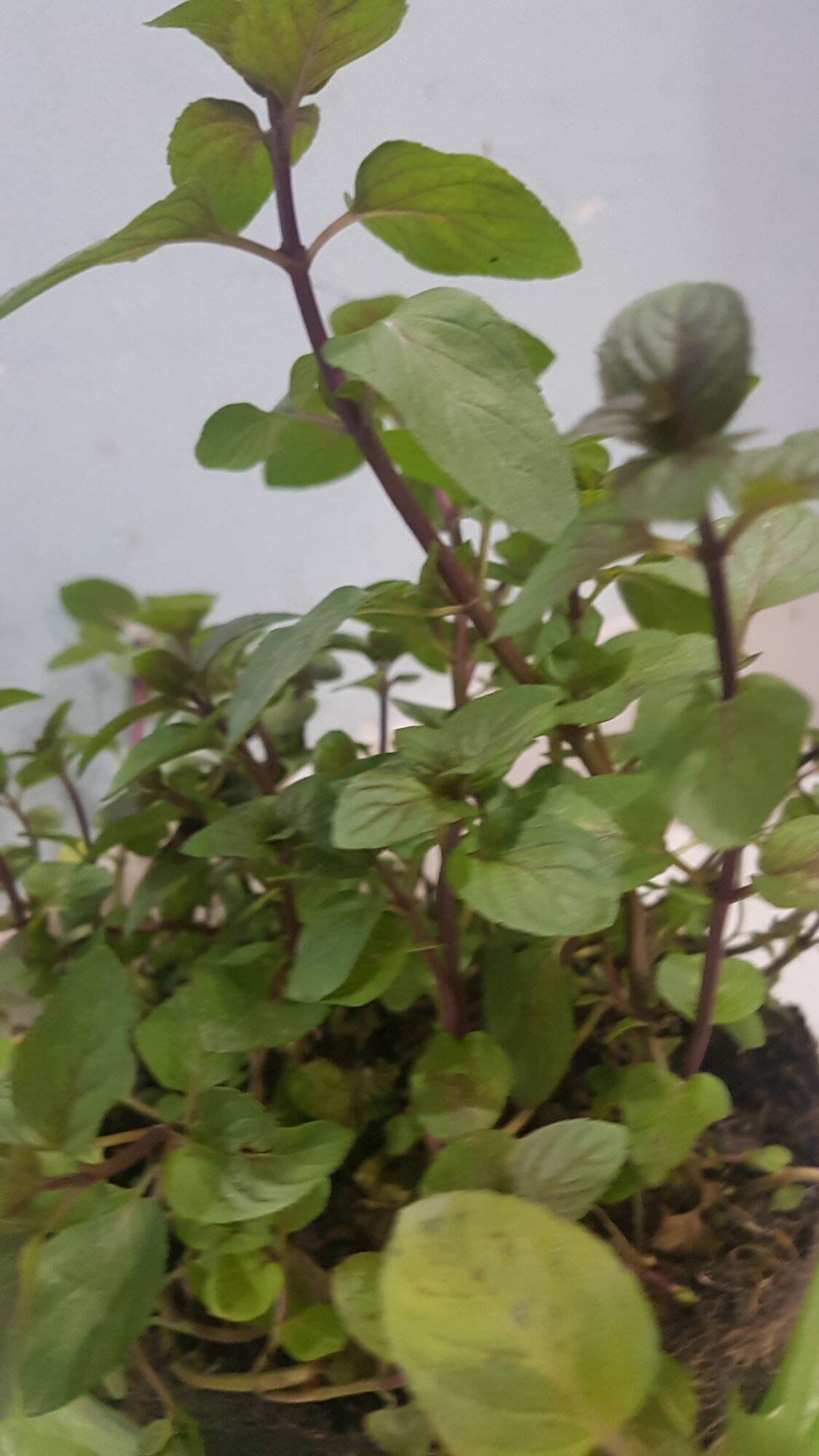 Chậu Cây Bạc hà Peppermint 