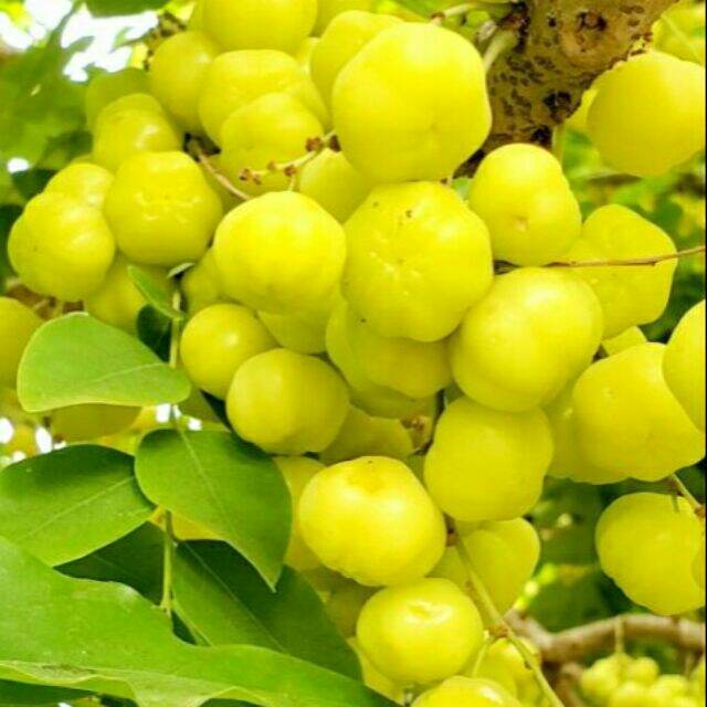 Cây giống chùm ruột