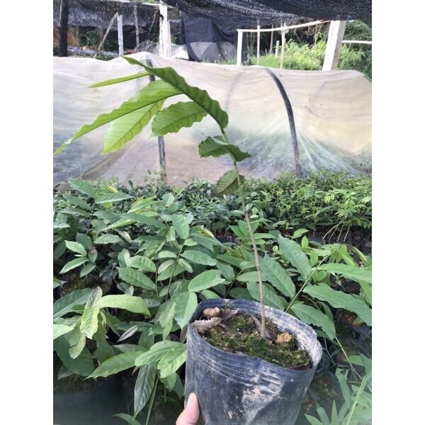 Cây hoa dẻ đổi màu xanh- vàng thơm ngát