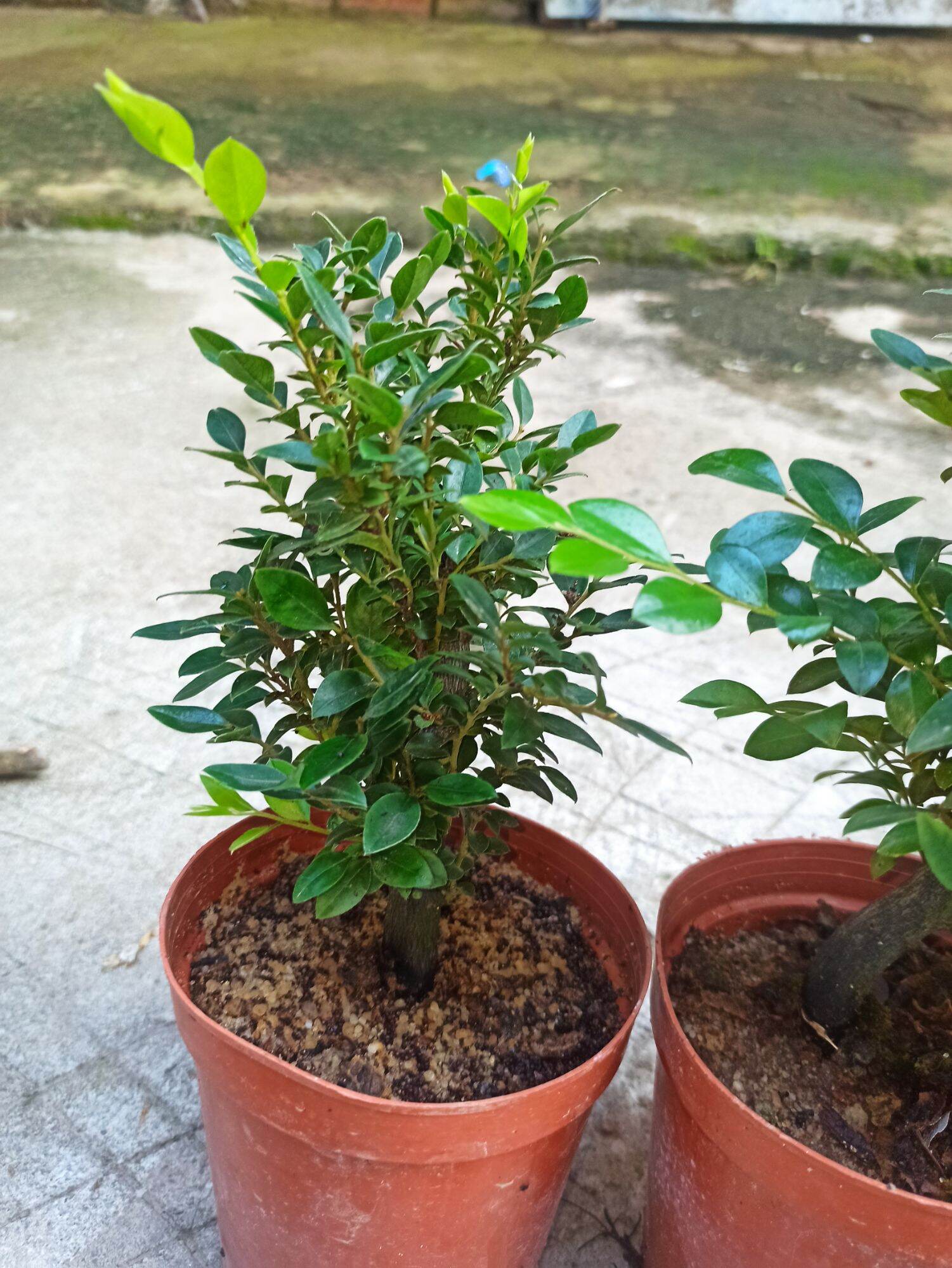 cây tùng đen Quảng Ninh