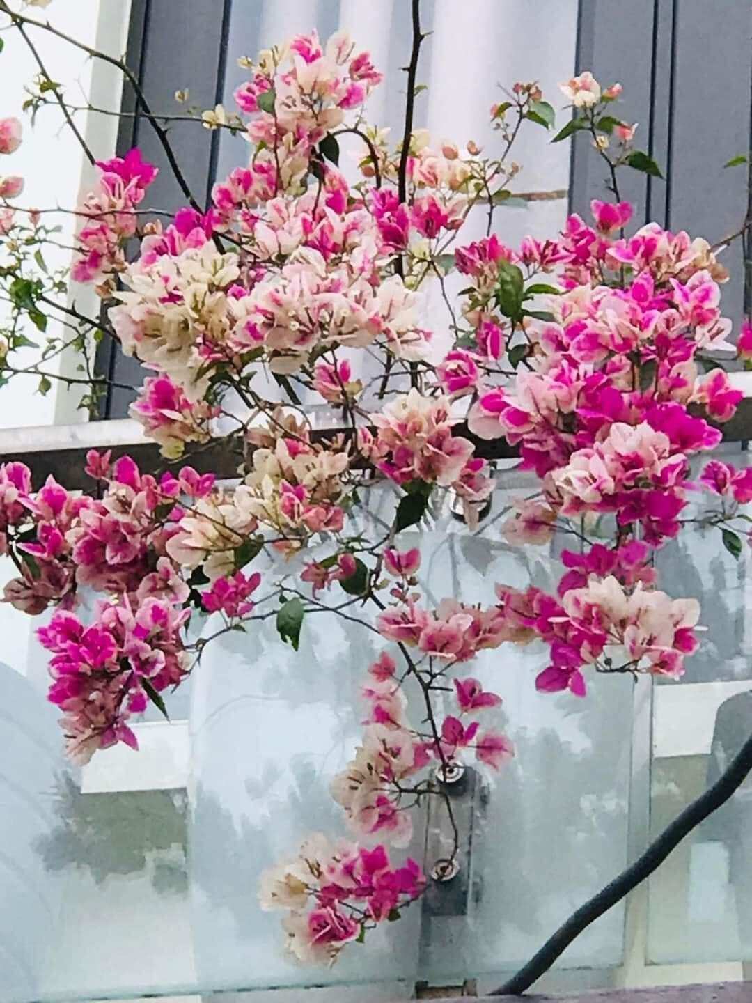 Cây hoa giấy Hồng Gân