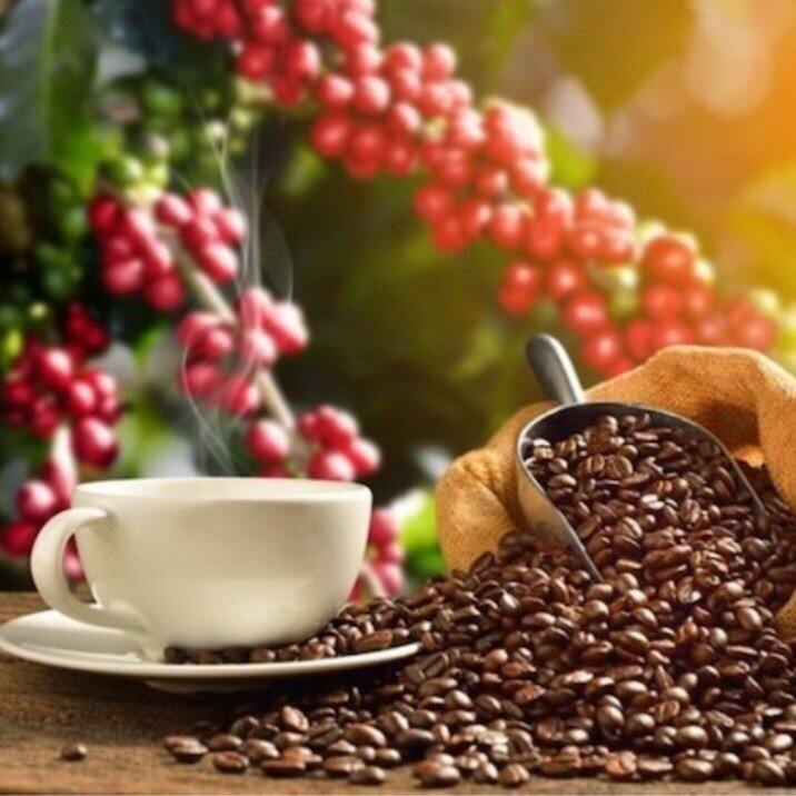500G Cà phê rang mộc ROBUSTA+ CULI 60/40 rang xay nguyên chất sạch 100%