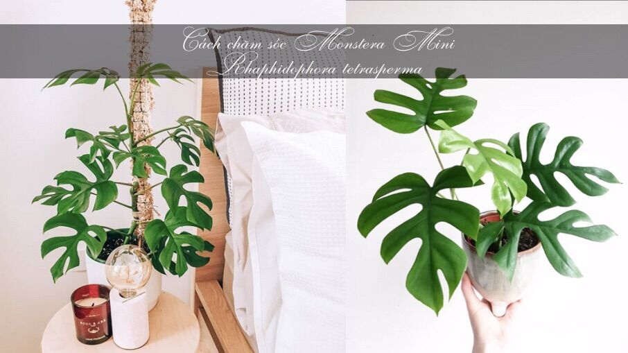 Cây Trầu bà lá xẻ form nhỏ-Monstera mini