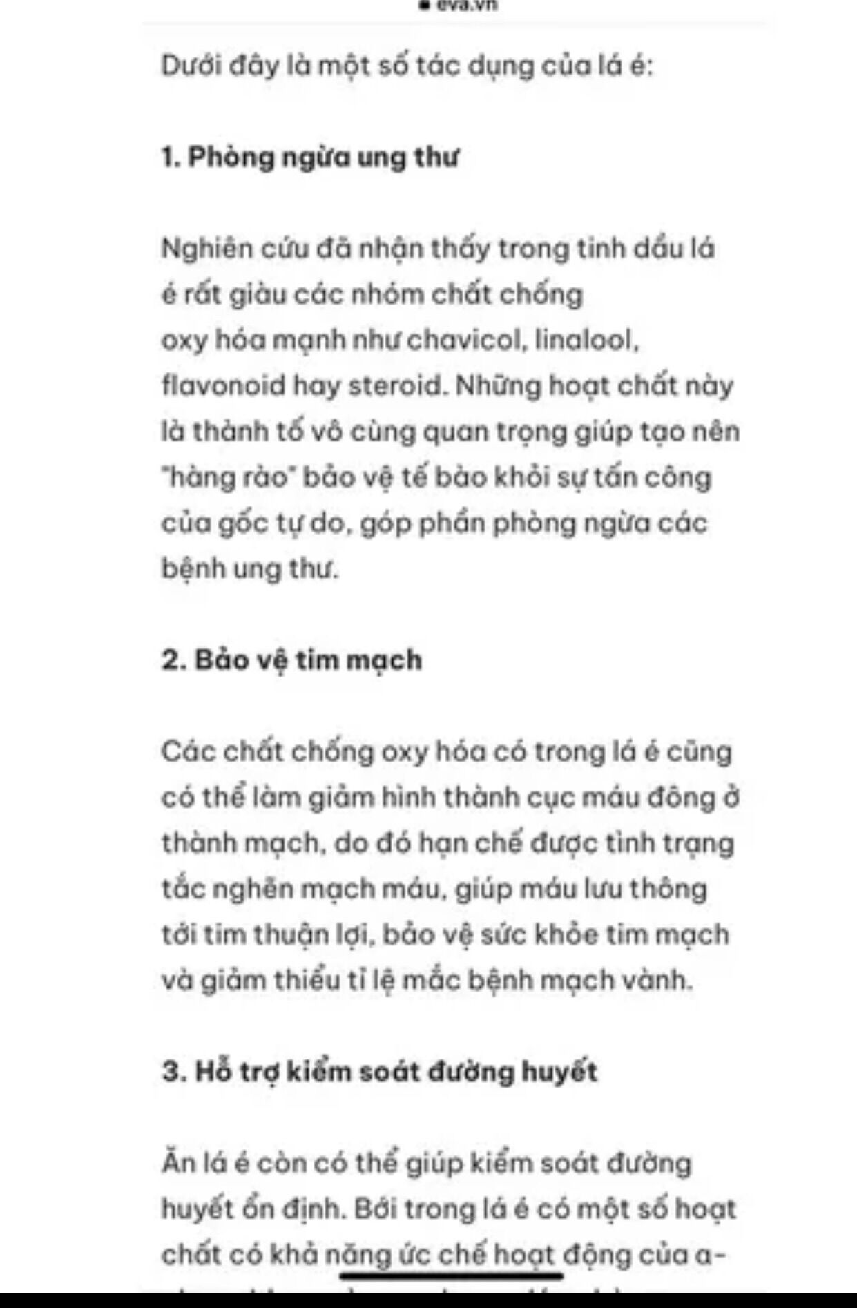 Chậu cây é trắng / lá é - nấu lẫu gà lá é ngon