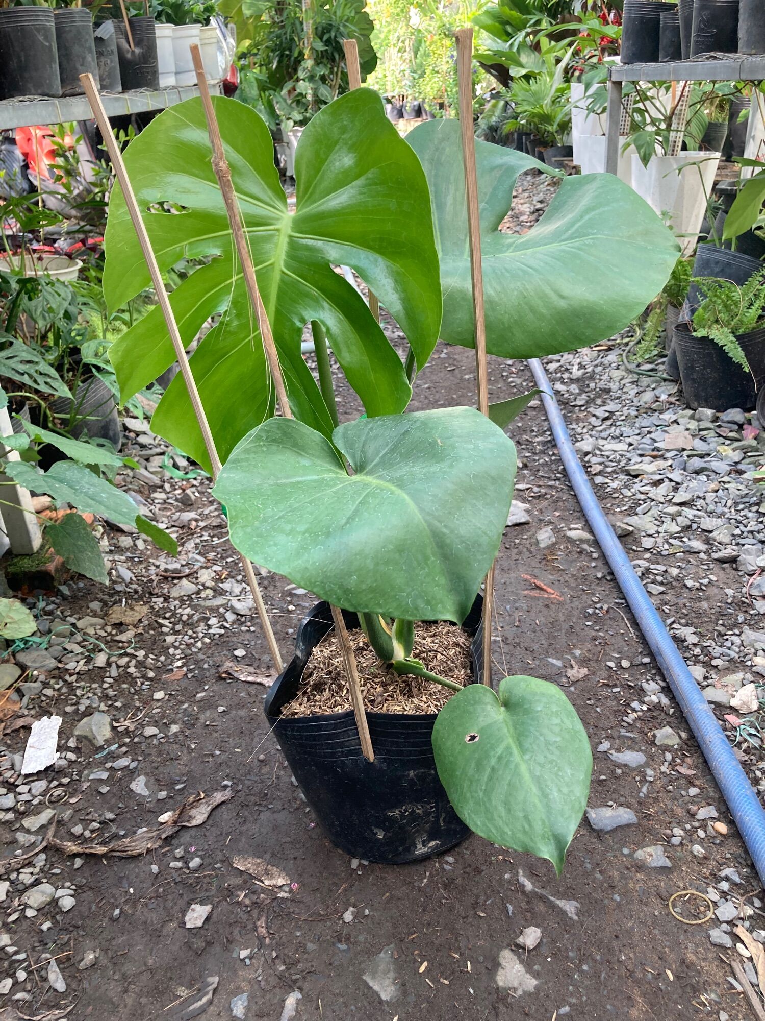 Trầu bà lá xẻ- trầu bà Nam Mỹ -Monstera