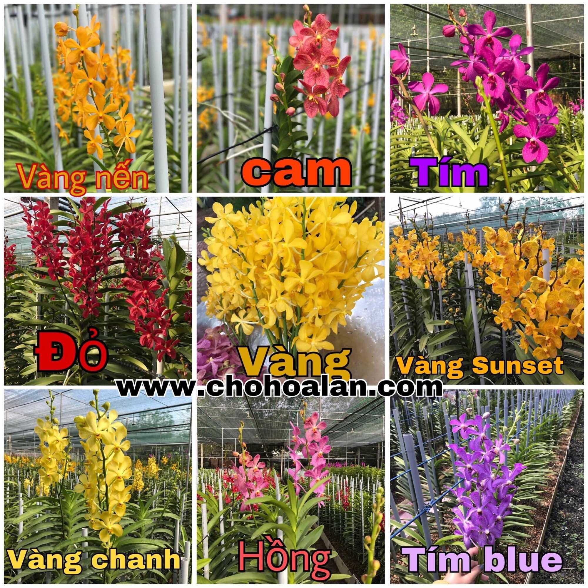 Lan mokara đủ màu - cây tầm 30-40cm
