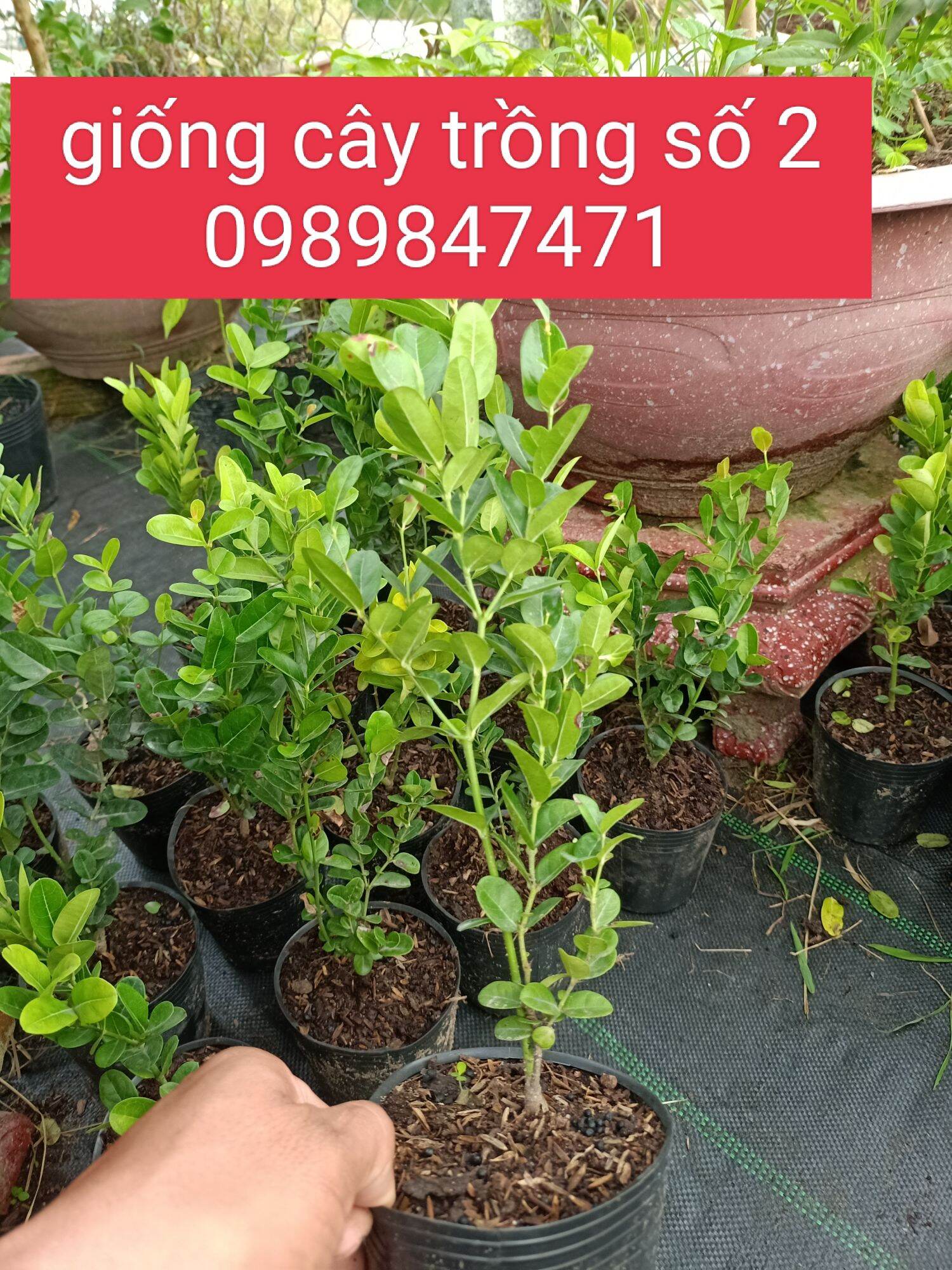 cây siro giống