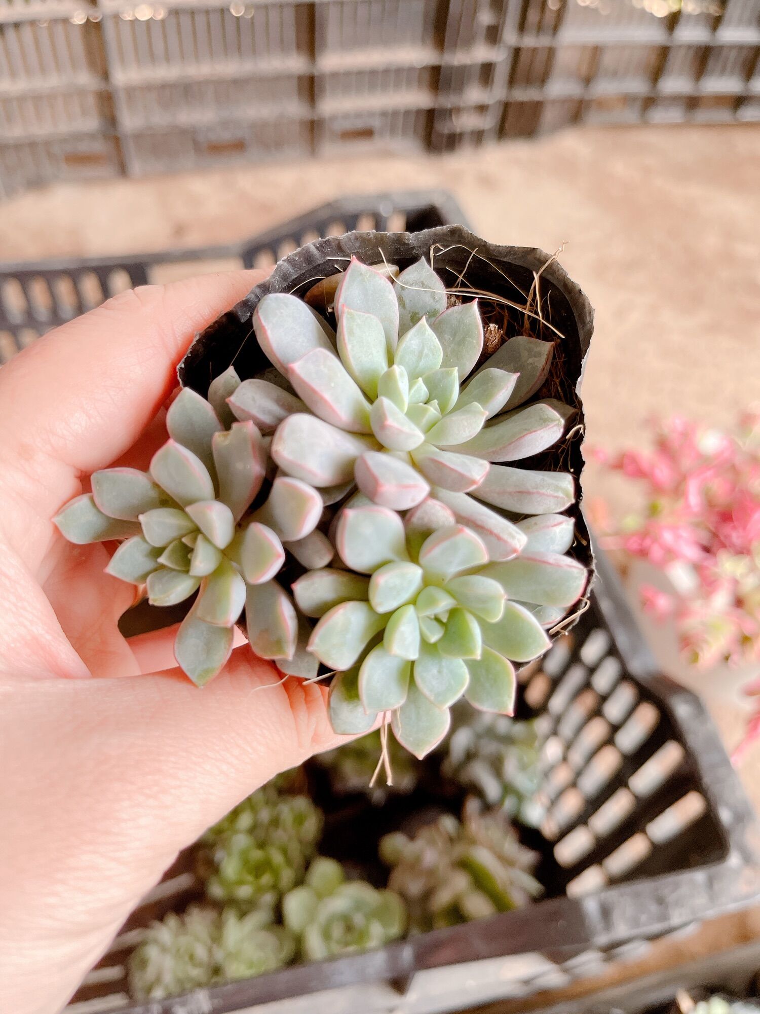 Sen đá sim tím size bầu 3-5 cm xuất vườn đà lạt