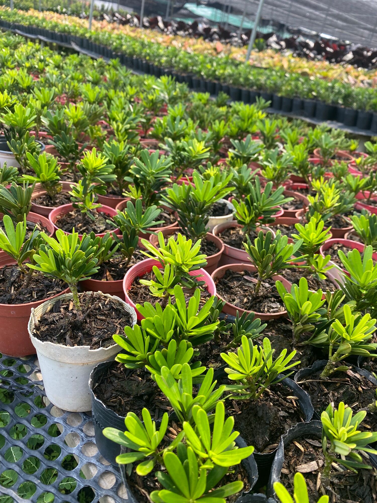 Cây Tùng kim Cương ( cây giống như hình )