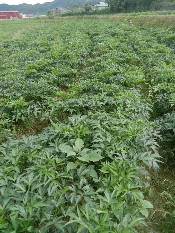 Sâm đương quy tươi Sìn Hồ Lai (120k/kg)