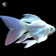 Cá chép sư tử trắng short