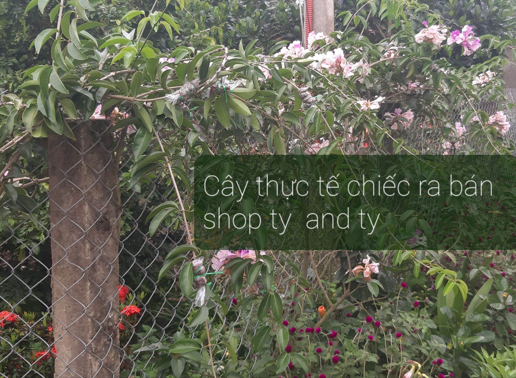 cây Lan Tỏi ánh hồng bông chùm thân leo 1 cây