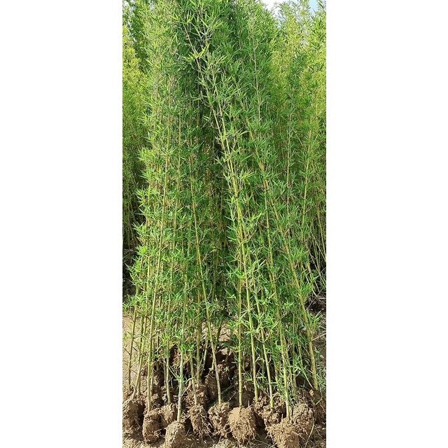 Cây trúc quân tử (1 thân) cao 1m5-1m7