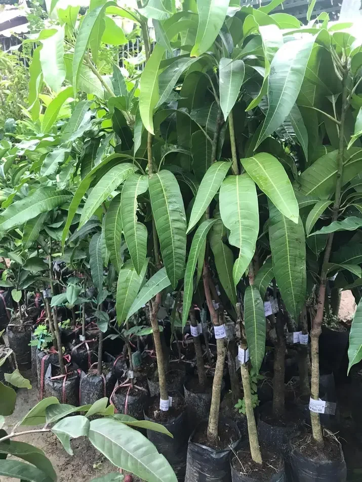 Cây xoài tím ngọc vân cao 80-100cm.