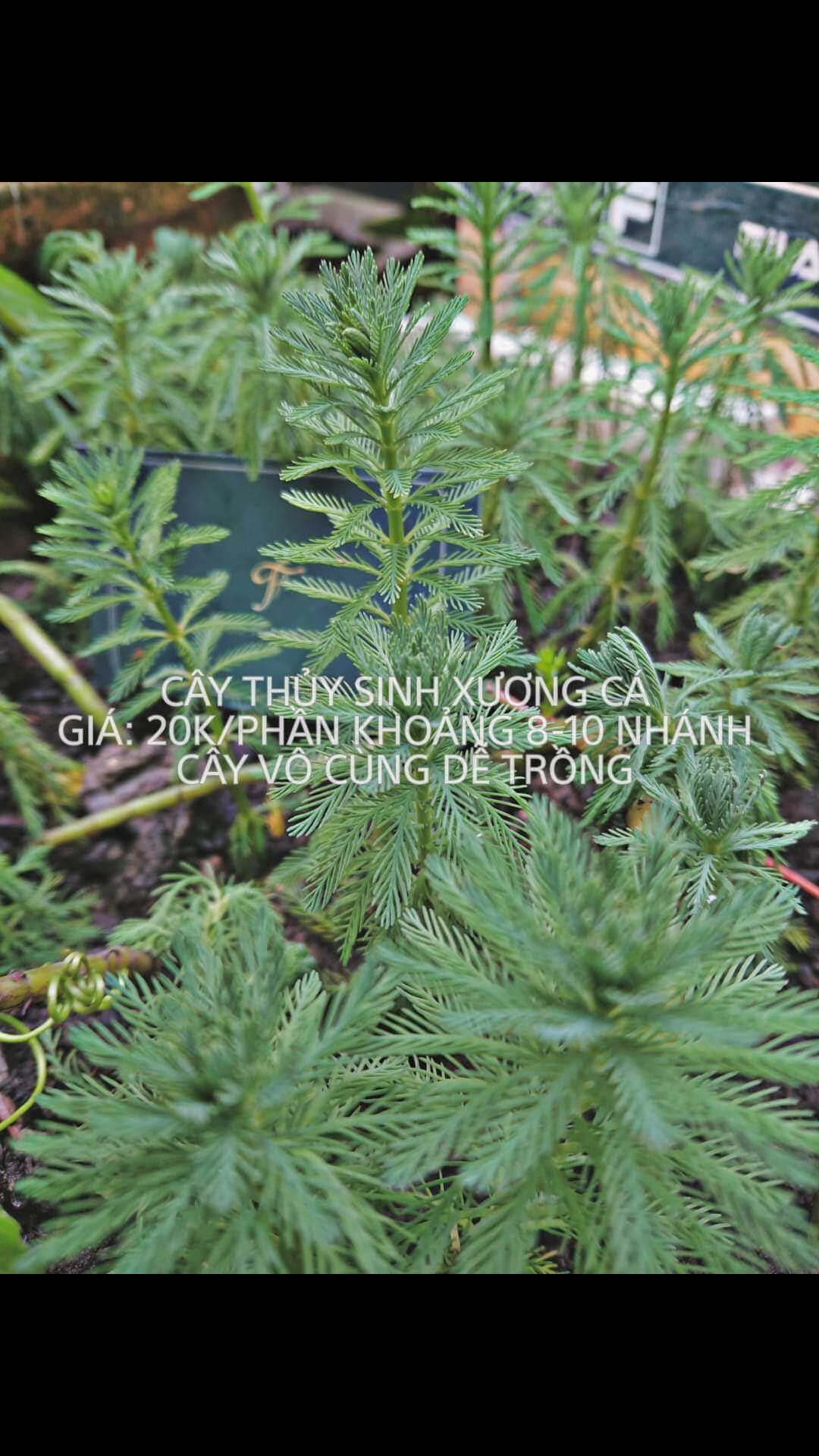 Cây xương cá thủy sinh - bán cạn
