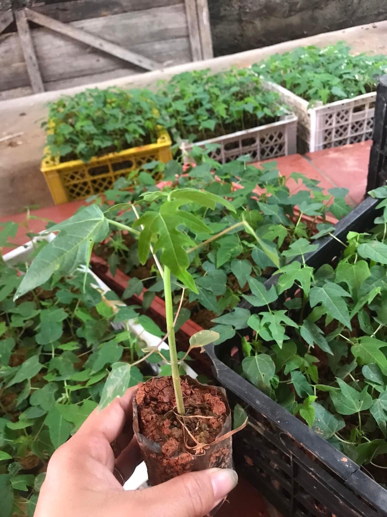 Cây giống hoa đu đủ đực siêu hoa