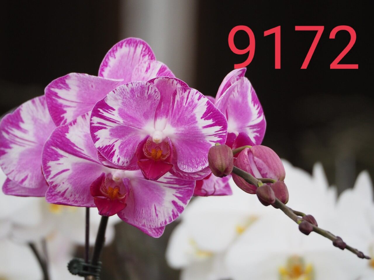 Hồ điệp cốc 3.5, mã 9172