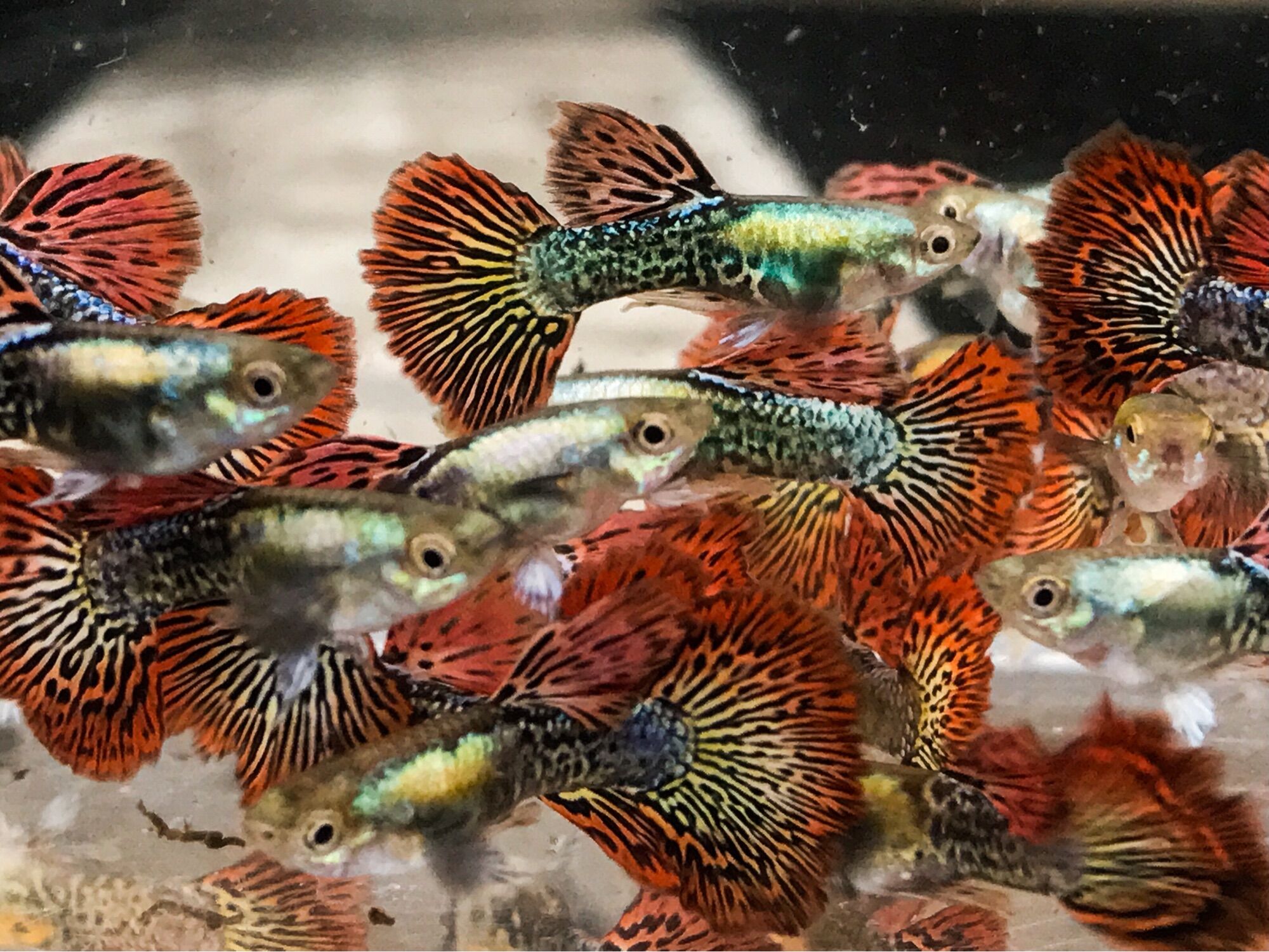 Bảy màu rồng đỏ tia 3 cặp