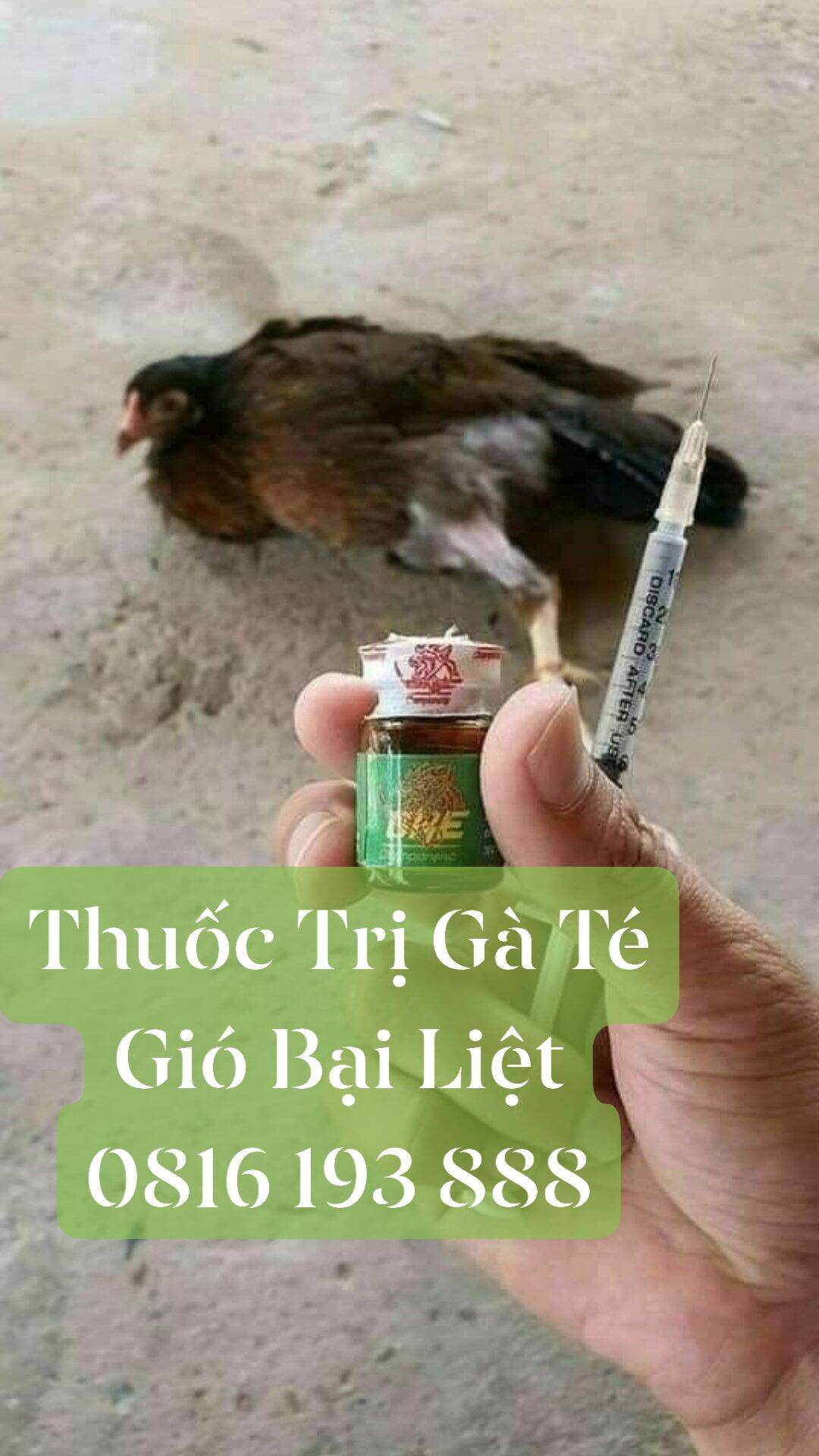 Té gió one xanh dùng cho gà bị bại liệt