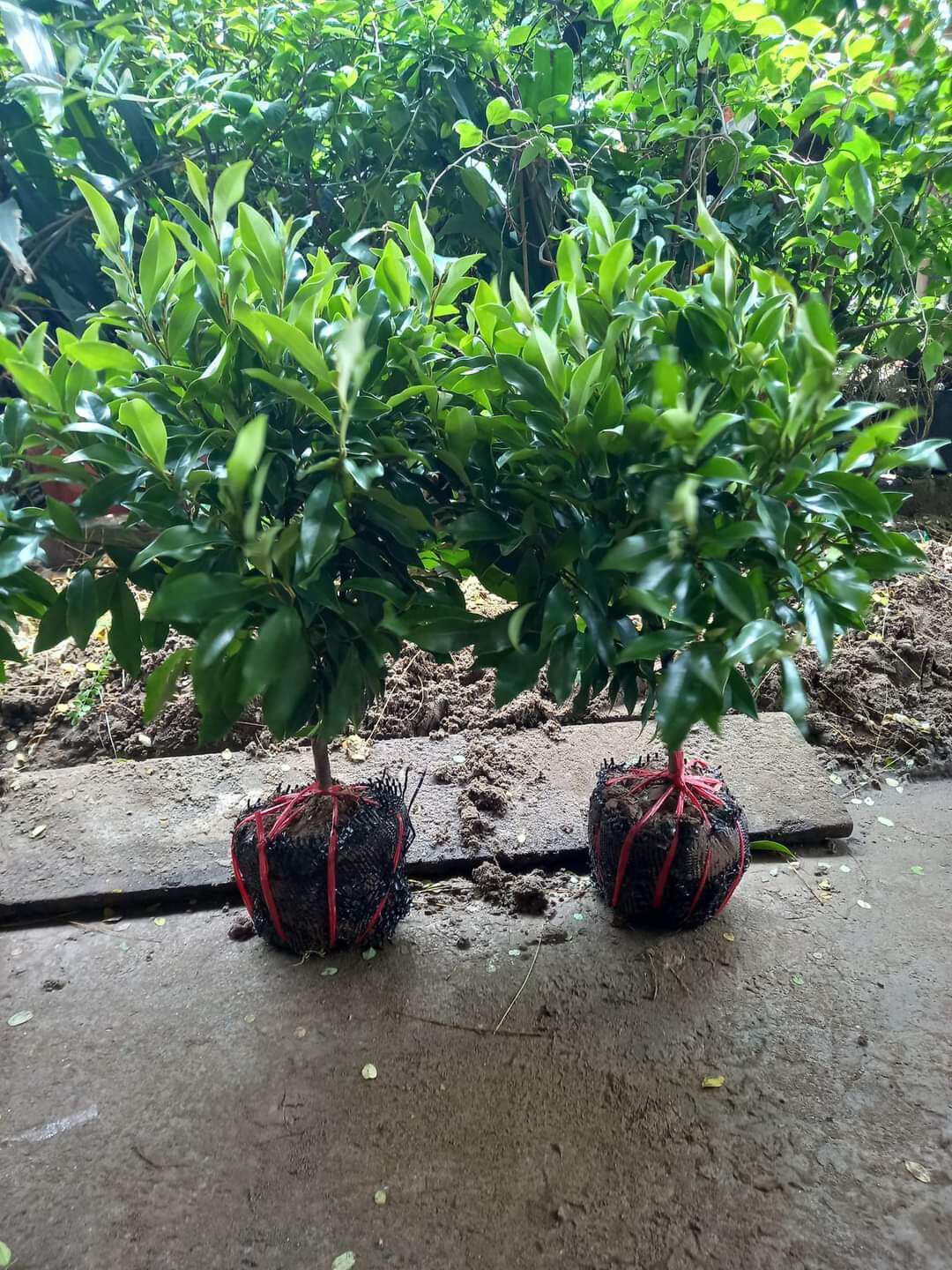 CÂY GIỐNG HOA LAN TIÊU