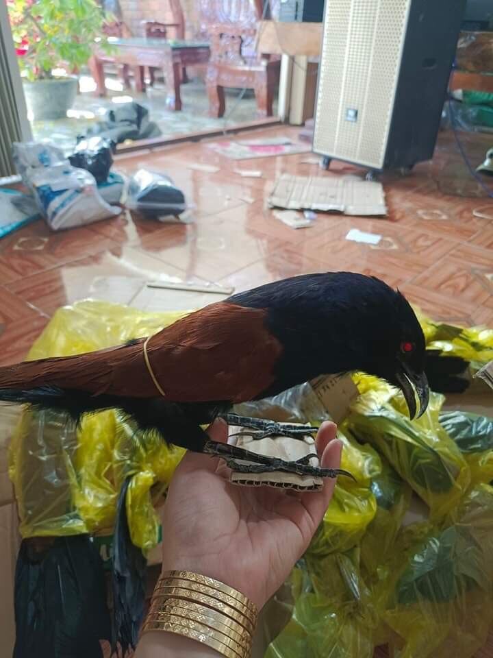 Bìm bịp giả