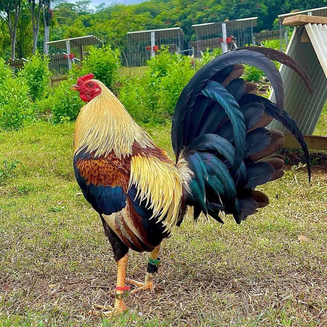 5 Trưng gà nòi mỹ rặc âp nở được