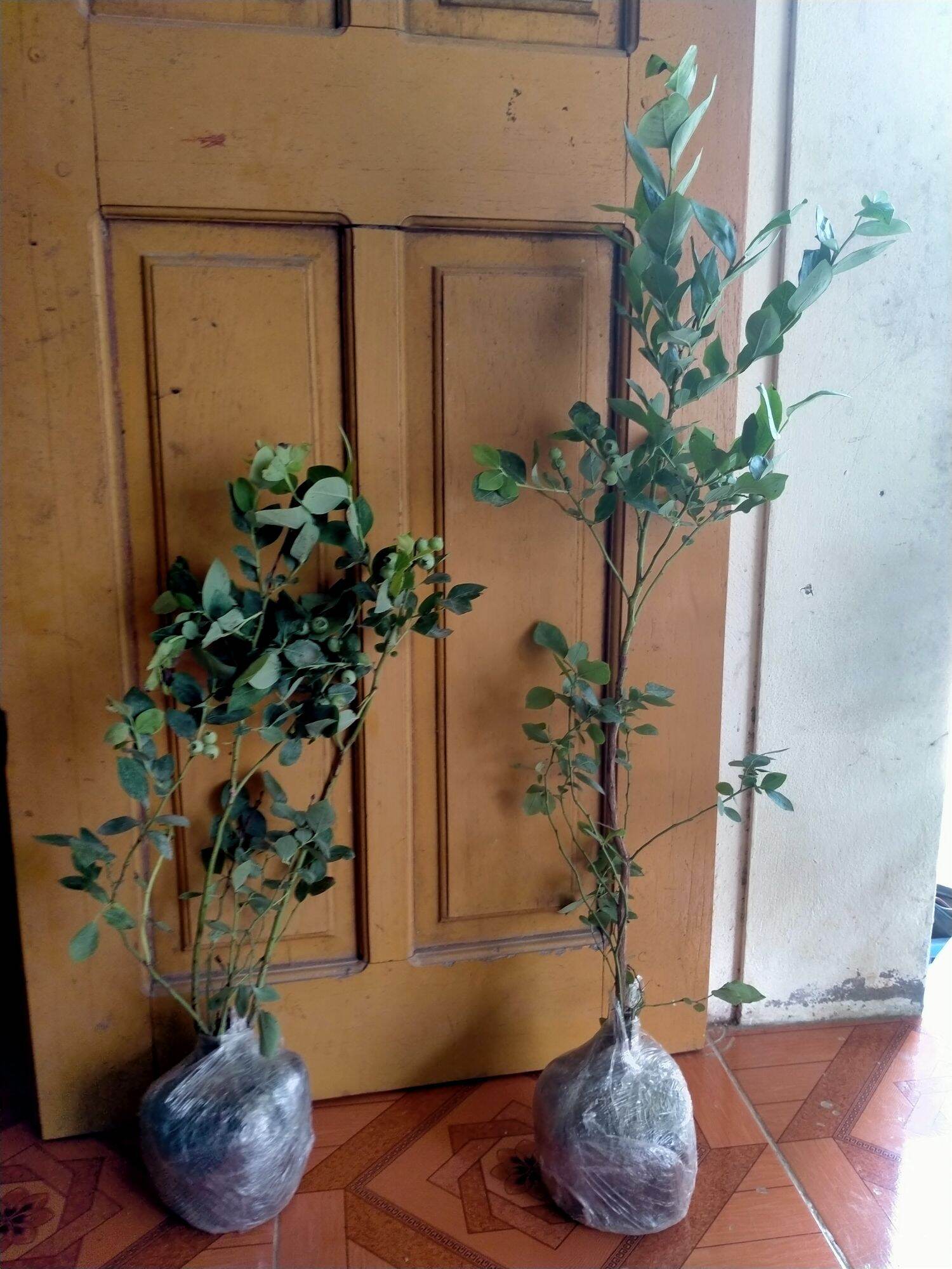 Cây giống việt quất
