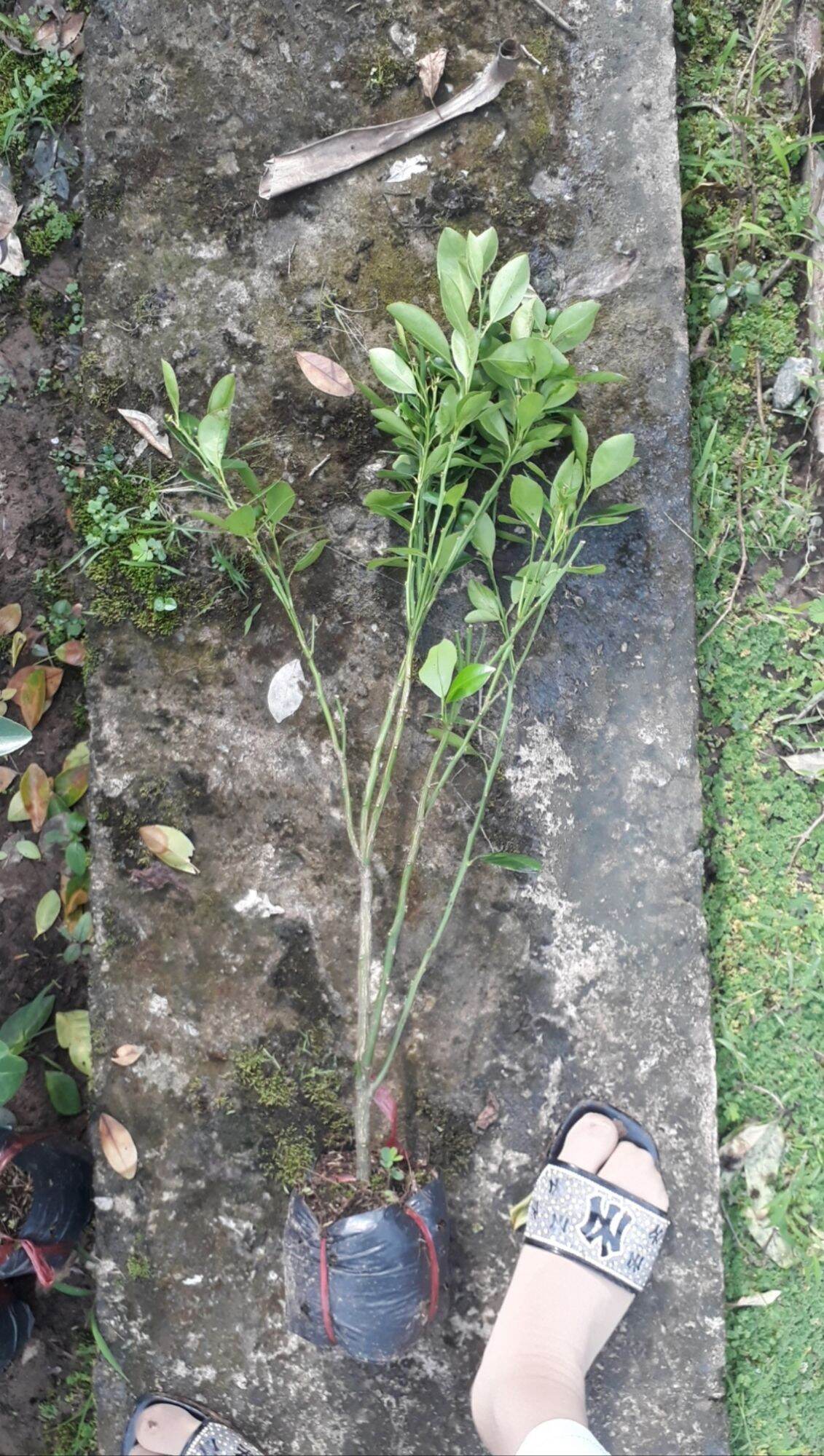 Cây tắc chua, hạnh, quất