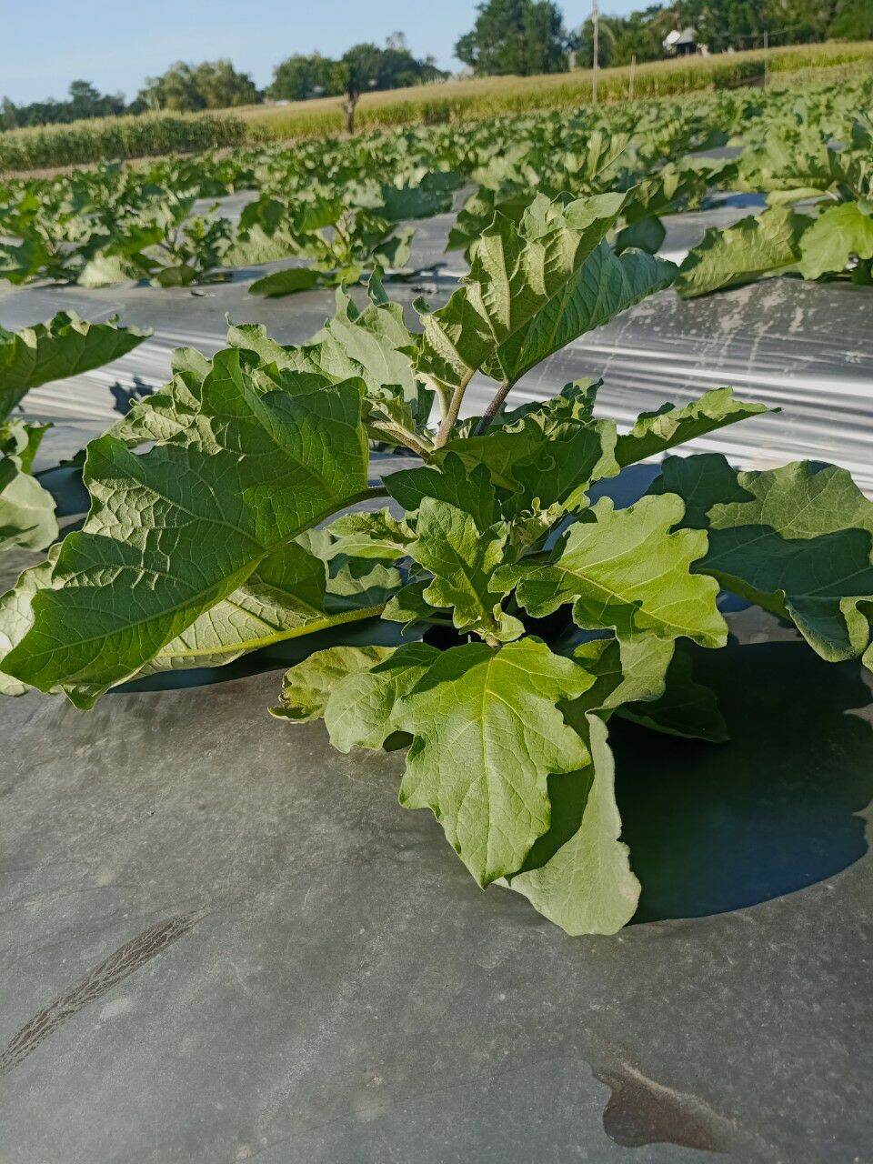 [HCM]Viên sủi trichoderma Nanogro ủ phân chuồng phân cá chăm sóc cây trồng