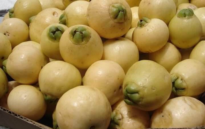 CÂY LÝ, CÂY MẬN LÝ ươm bằng hạt giống  SIÊU QUẢ