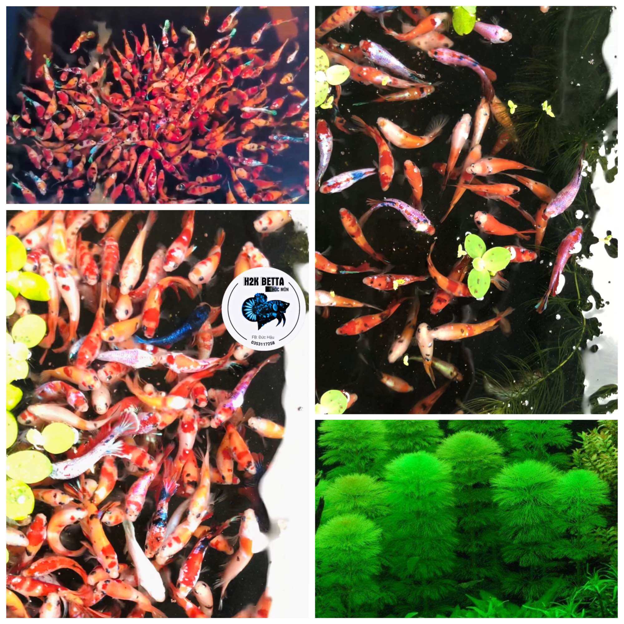 Thuỷ Betta Galaxy - hàng cao cấp