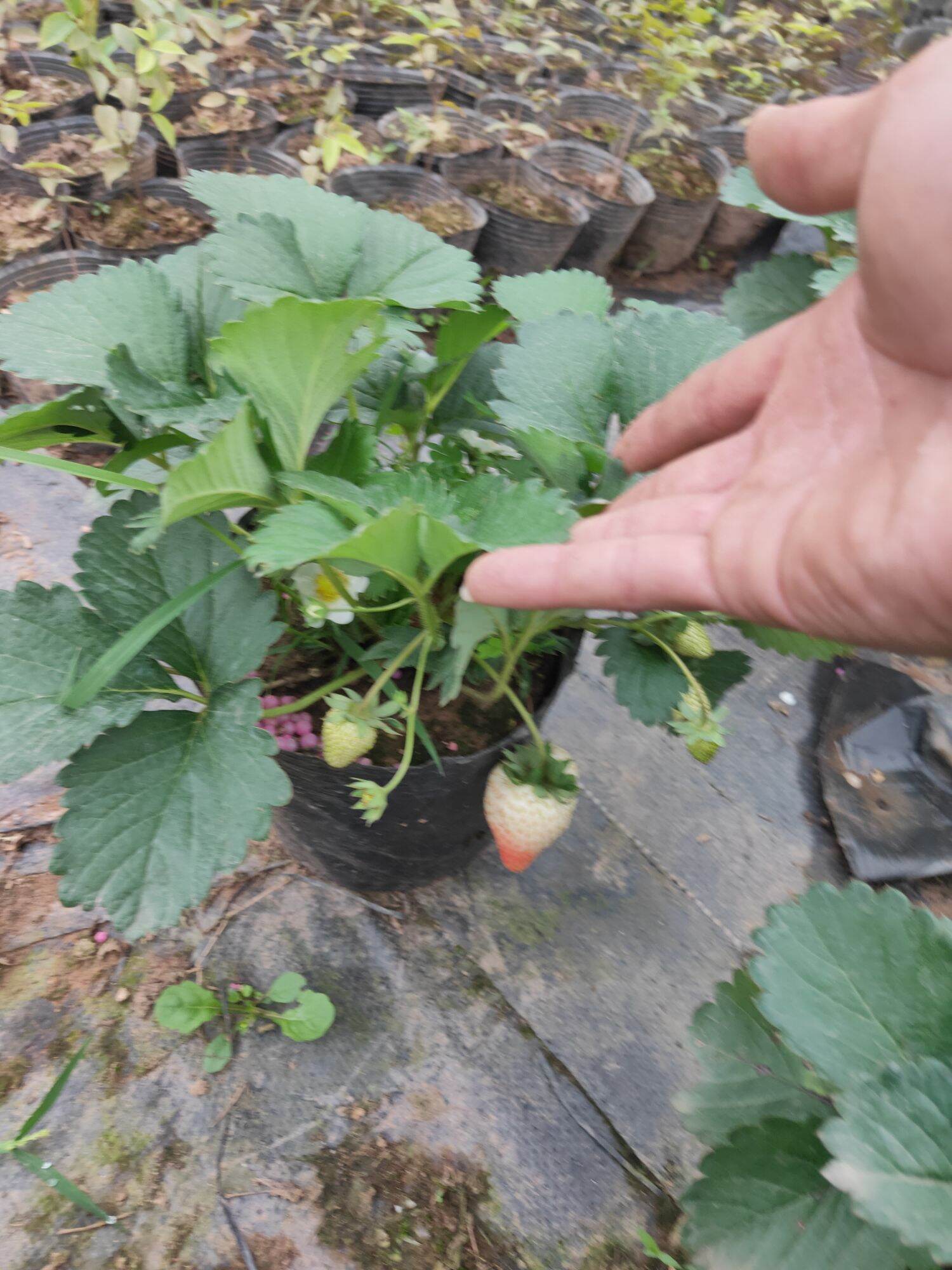 Dâu tây bầu ổn định đang hoa quả non