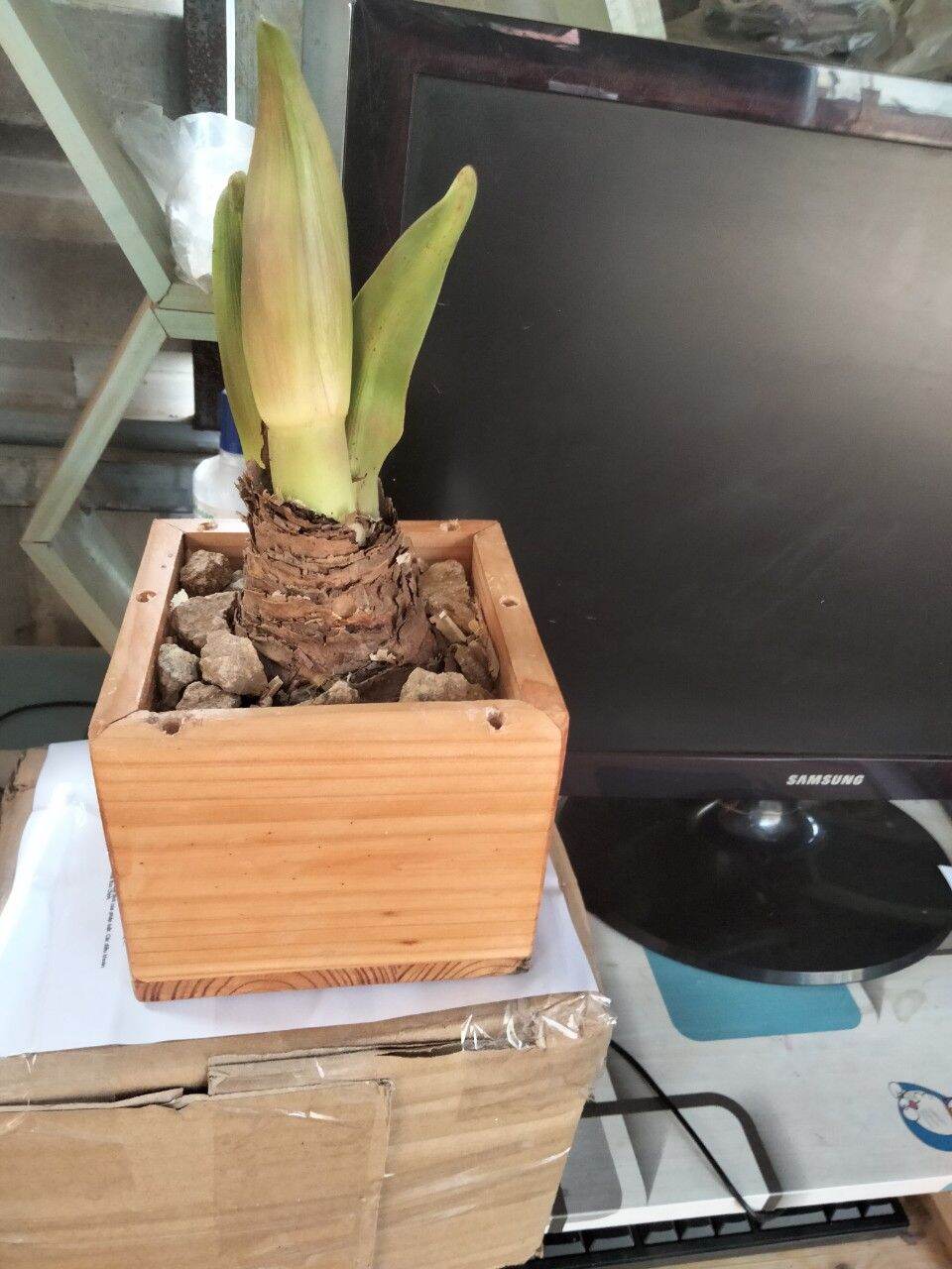 Chậu gỗ vuông 12cm