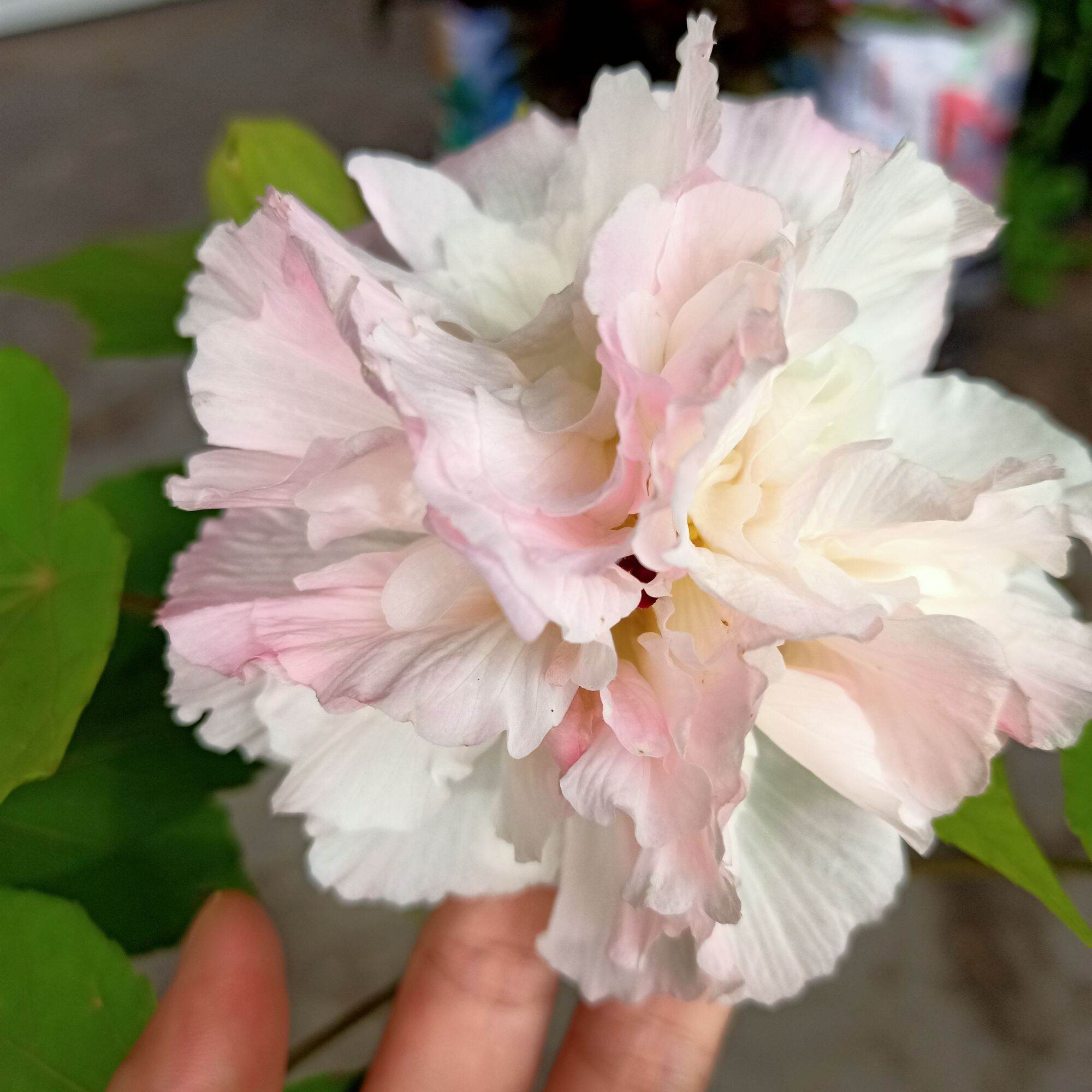 Cây hoa phù dung đổi màu từ sáng tới chiều