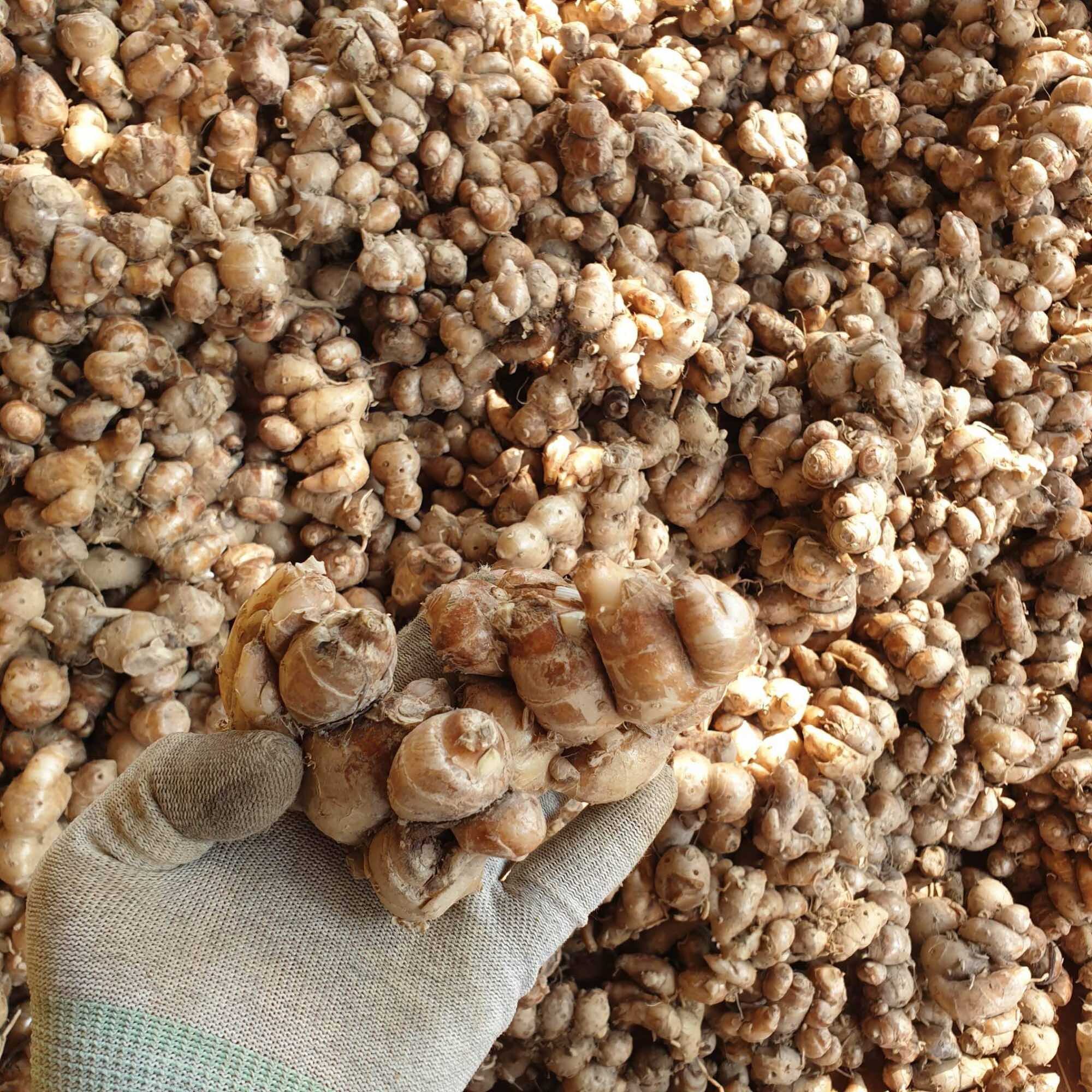 1kg Củ địa liền tươi củ to ( xá kiếng/ xá kén)