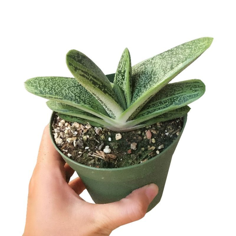 Sale 50%- Sen đá Gasteria var