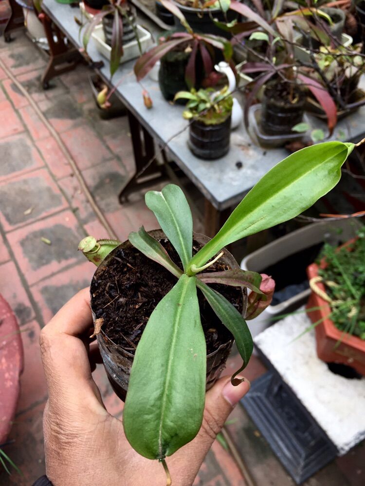 Cây nắp ấm, cây bắt mồi