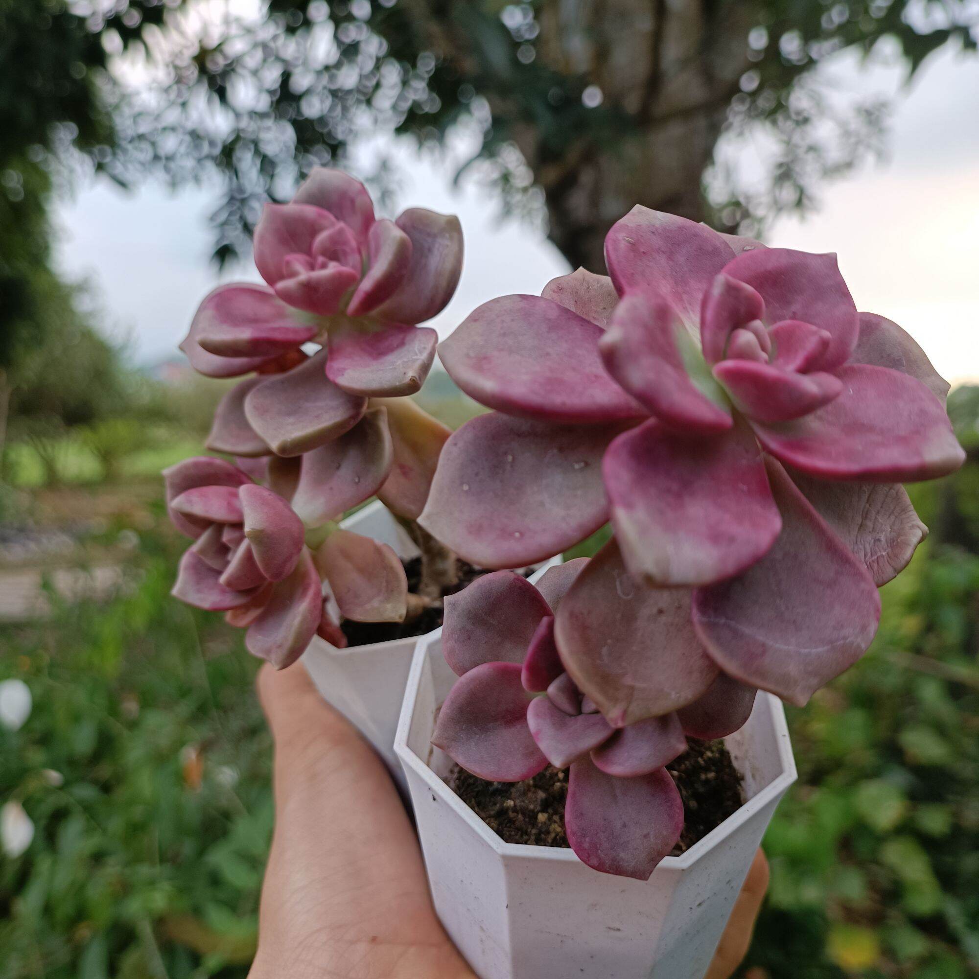 Sale 50%- sen đá hồng mập đỏ dòng sen cực mới -hot🔥🔥🔥