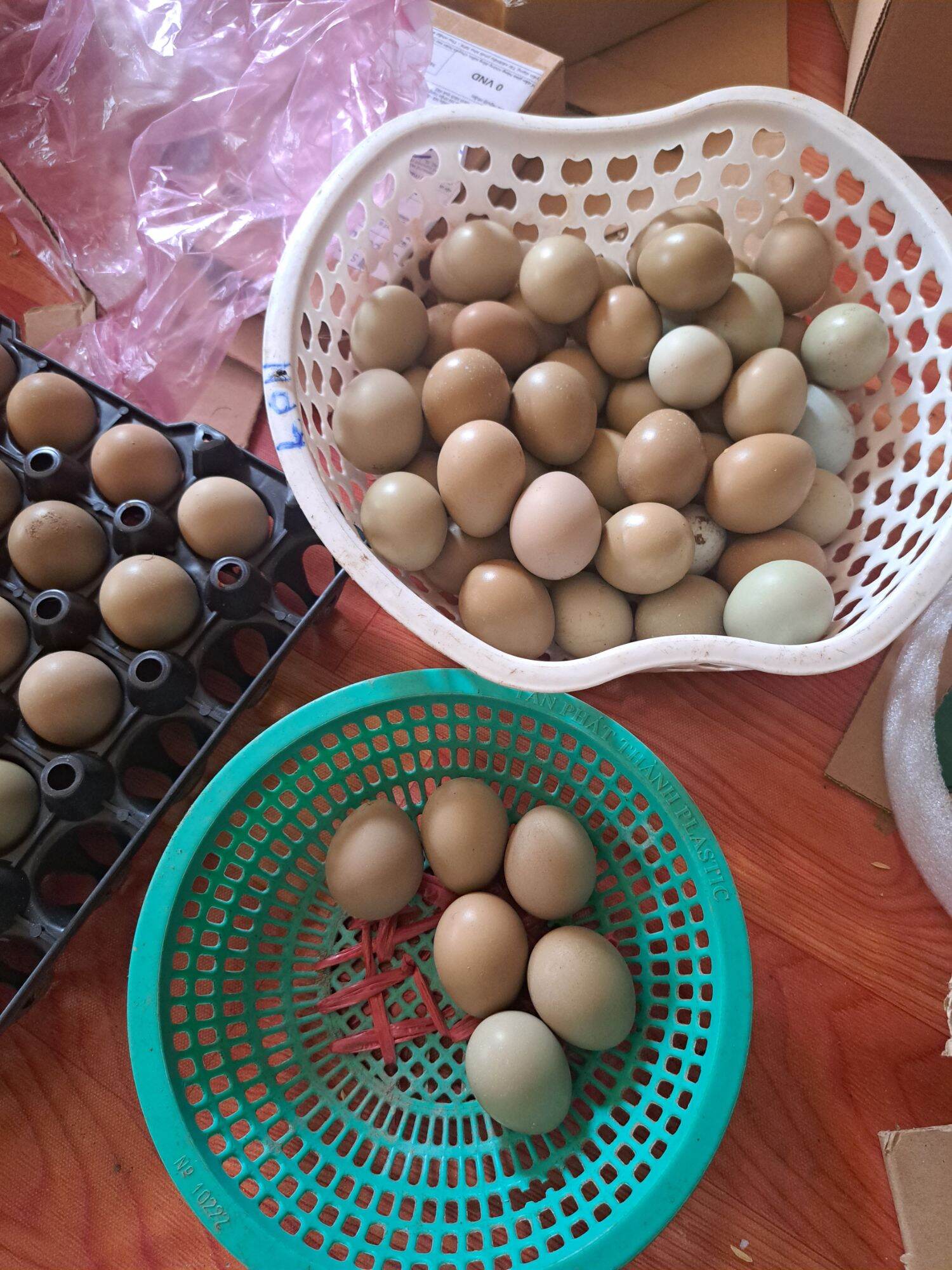 Trứng chim Trĩ Combo 10 trứng chim trĩ giống