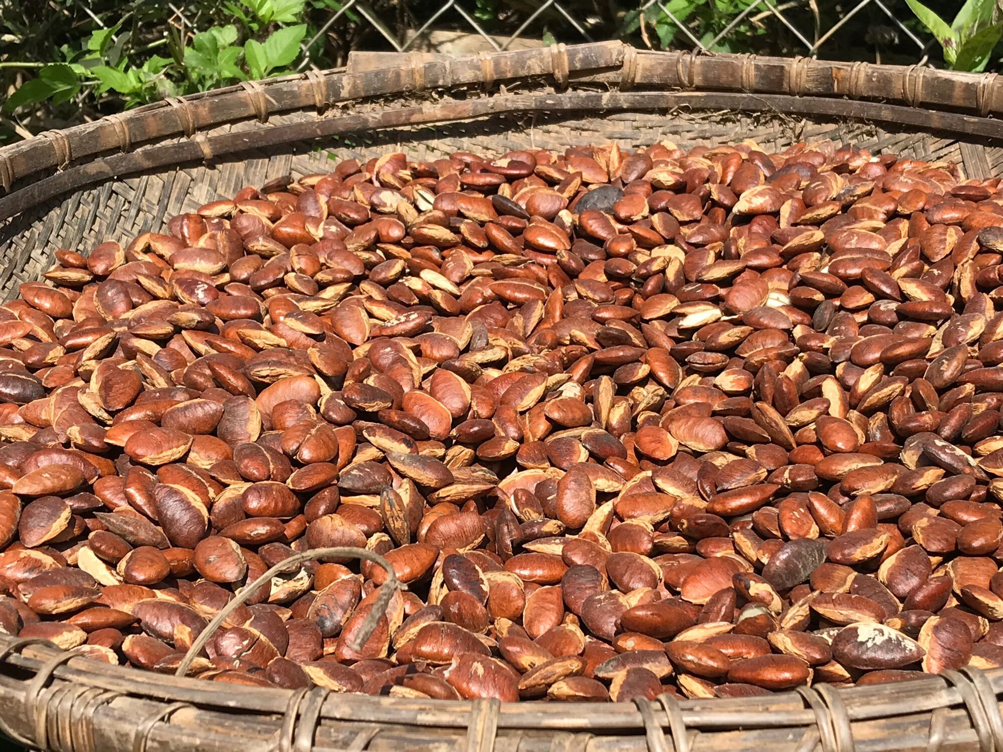 Hạt cơ nia ngon sạch 100%(chưa rang)