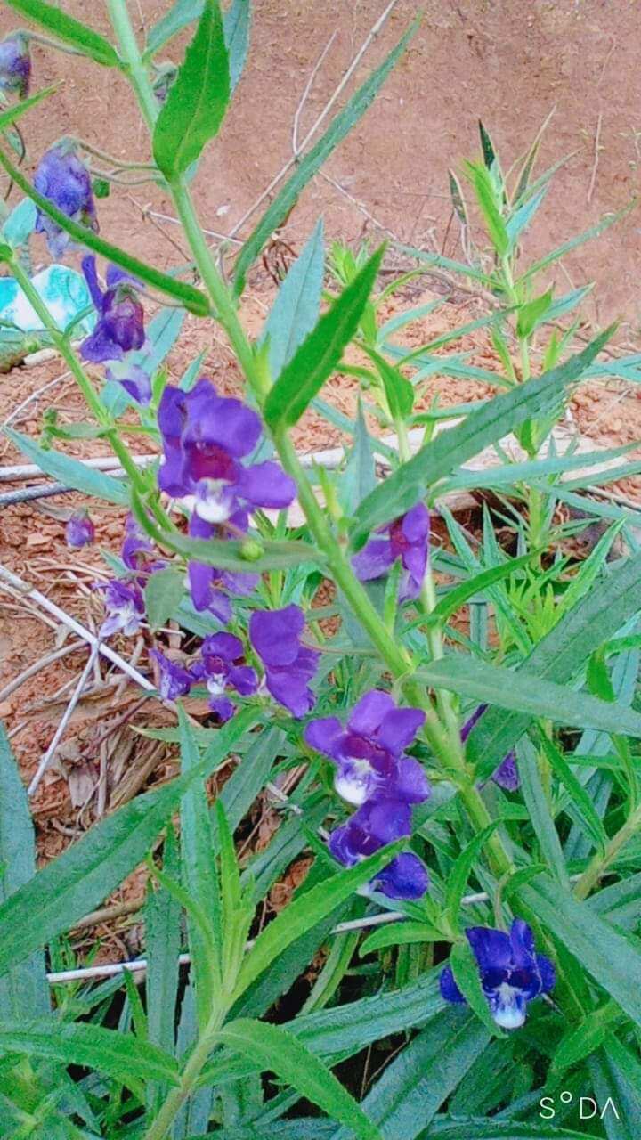 2 bầu cây hoa violet cổ thơm