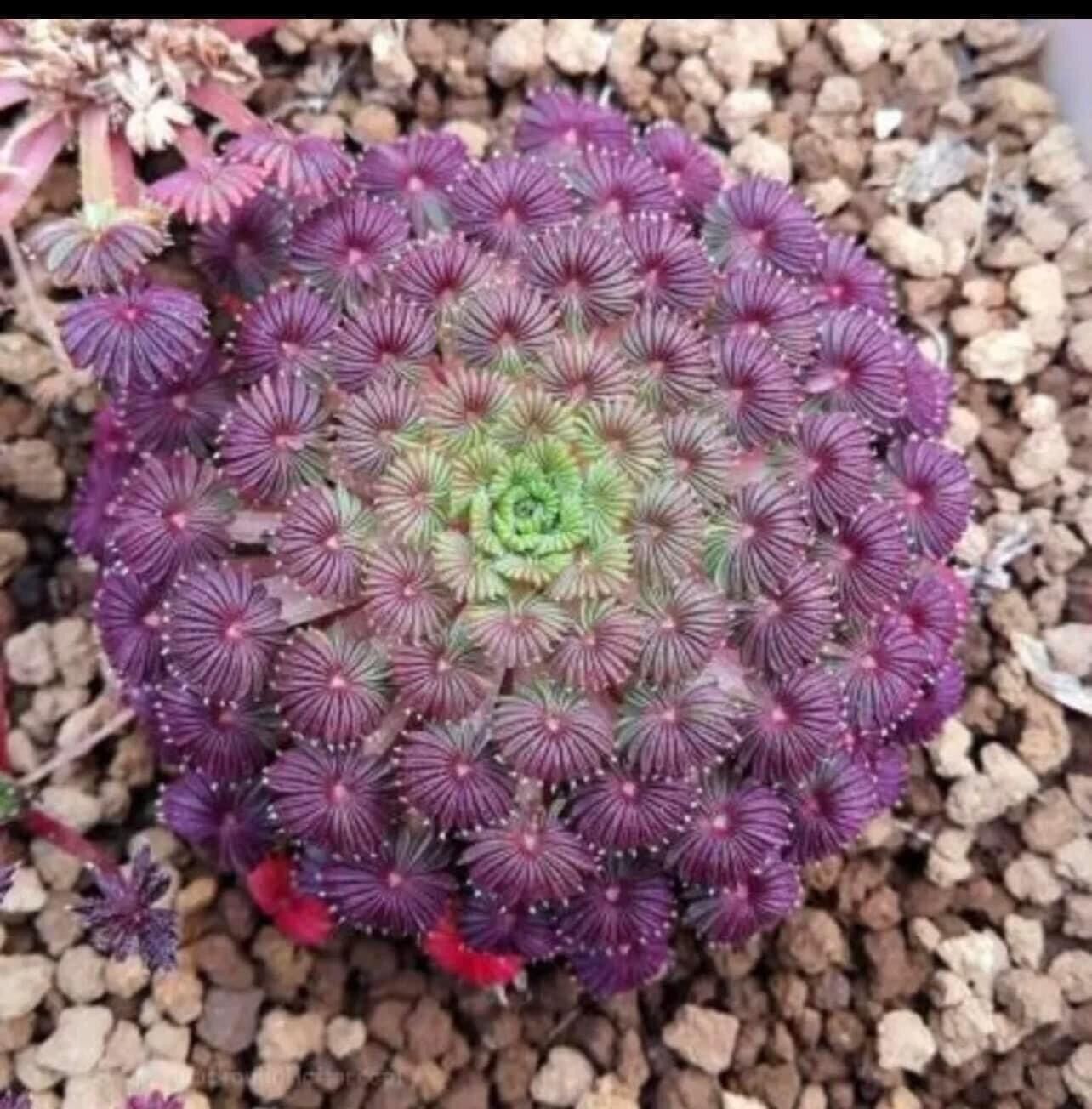 Củ oxalis cọ