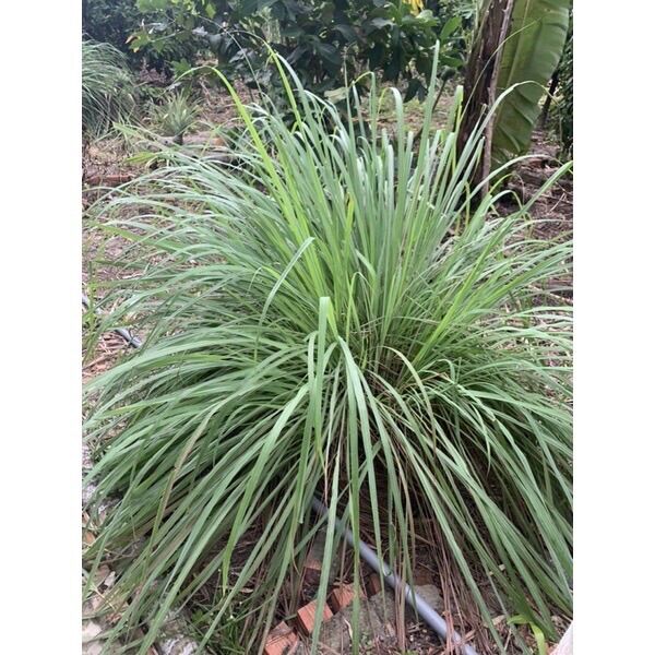 100gram sả cây tươi